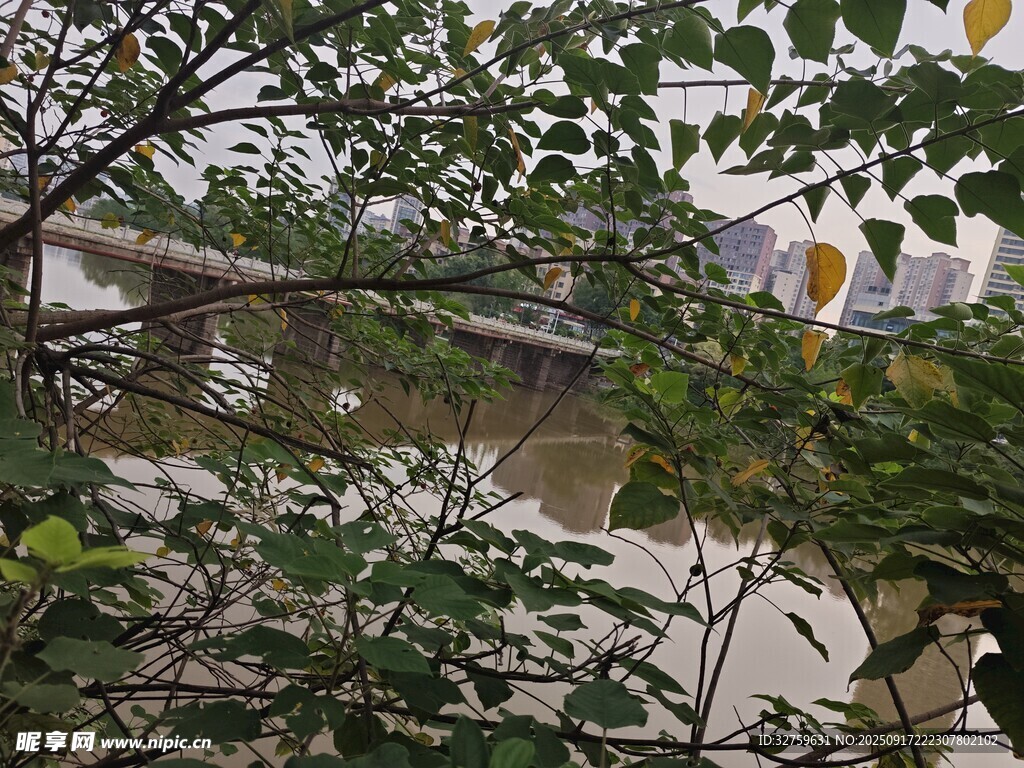透過枝葉看遠(yuǎn)處建筑