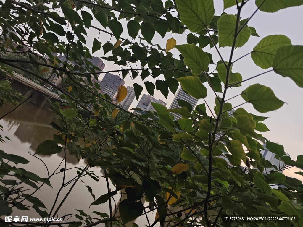 綠葉間隱約可見的建筑物