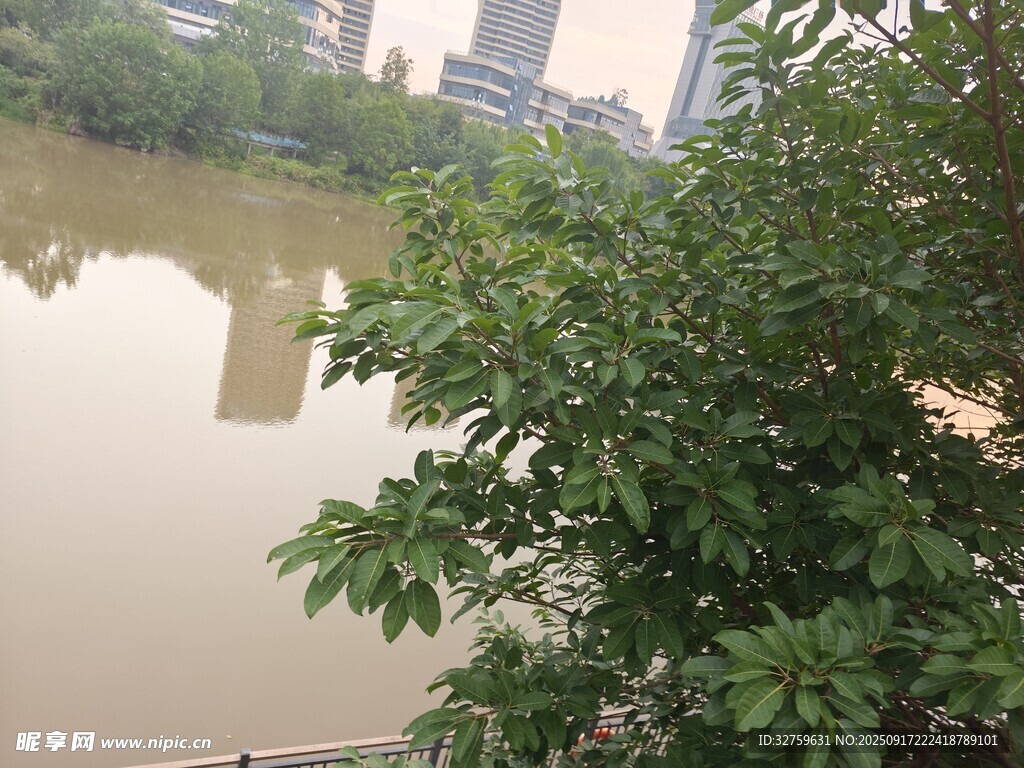 湖畔綠植與城市遠景