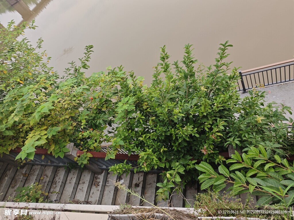 江邊綠植與步道景觀