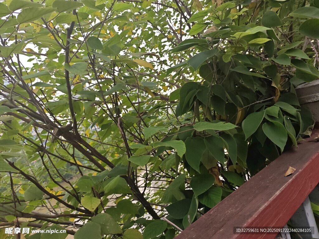 綠葉繁茂的戶外景象
