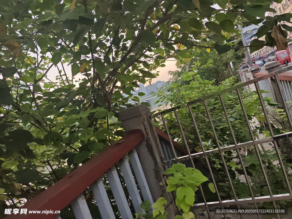 庭院綠植與圍欄景致