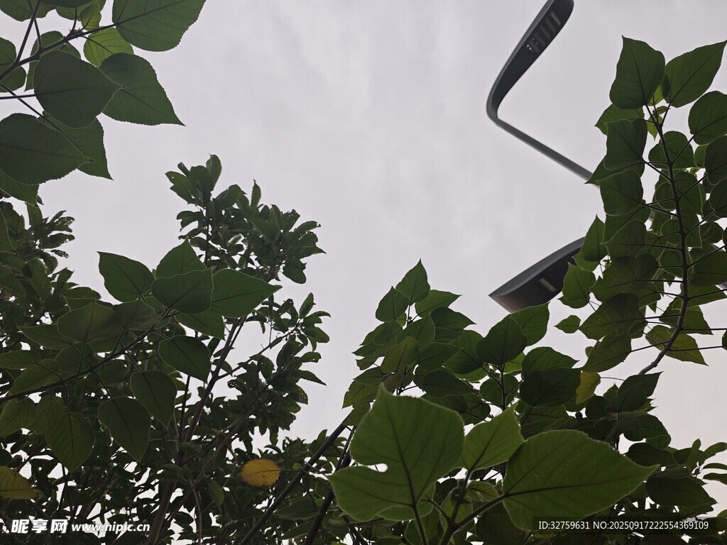 綠葉間的天空一角