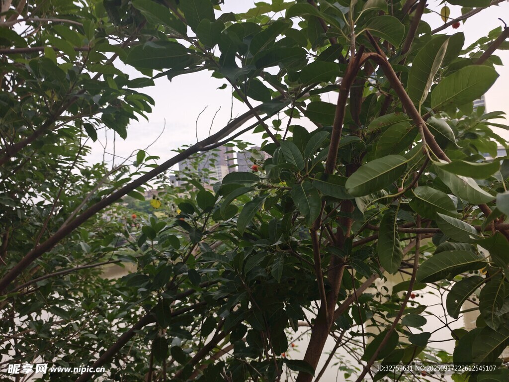 繁茂枝葉間的自然景致
