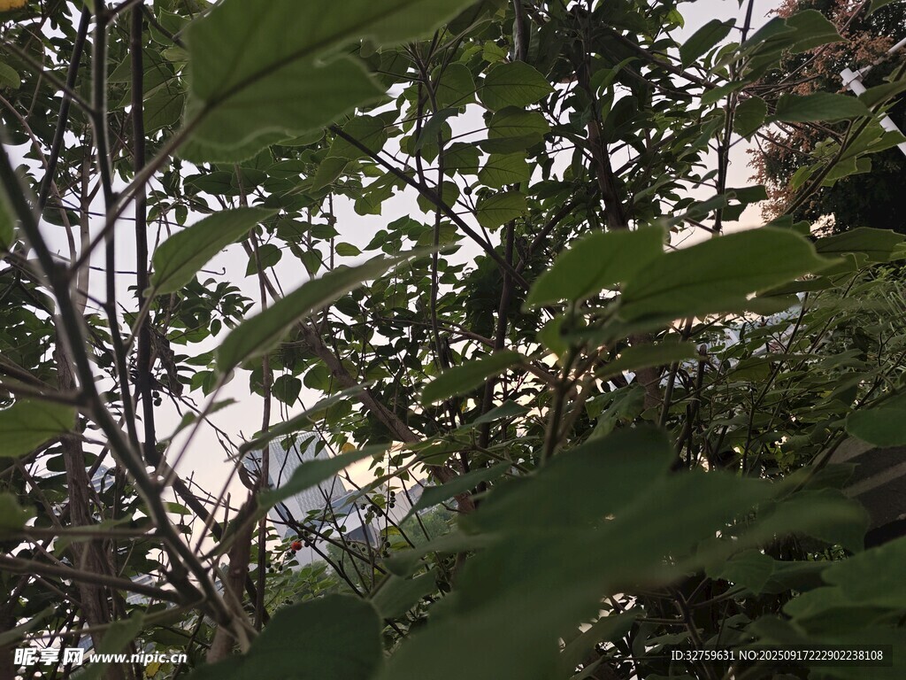 繁茂枝葉間的自然景致
