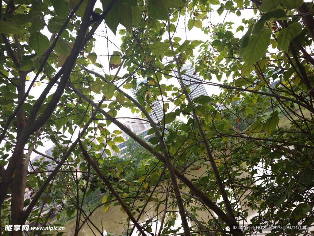 透過枝葉看天空景象