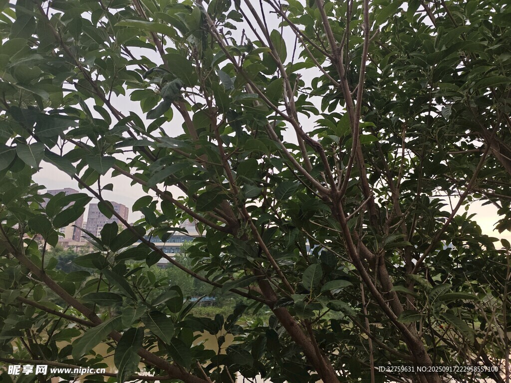 繁茂枝葉的綠色植物景觀
