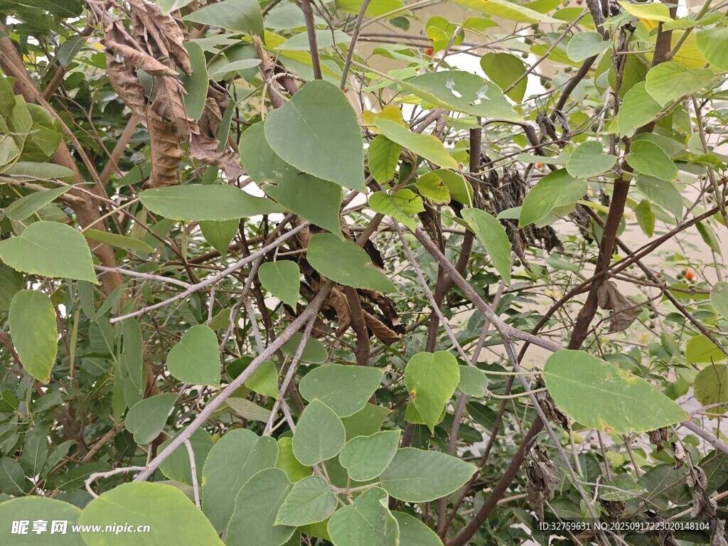 野外繁茂的綠色植物景象
