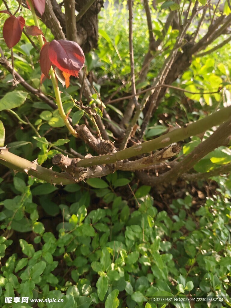 枝頭紅果伴綠植
