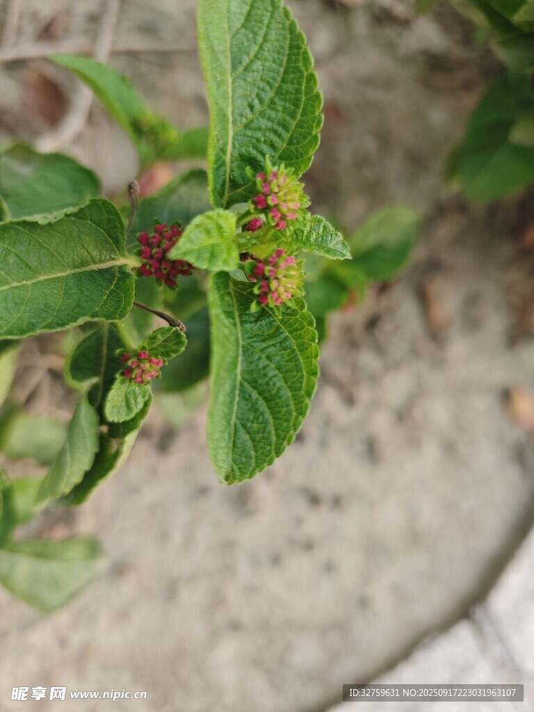 薄荷植株特寫