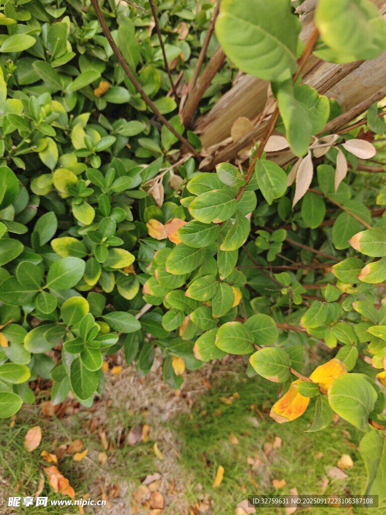 綠葉繁茂的自然植物景象