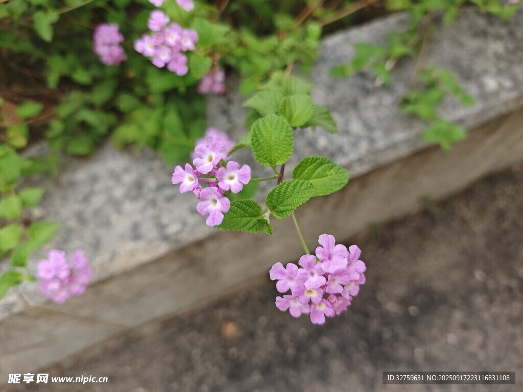 石縫間綻放的紫色小花
