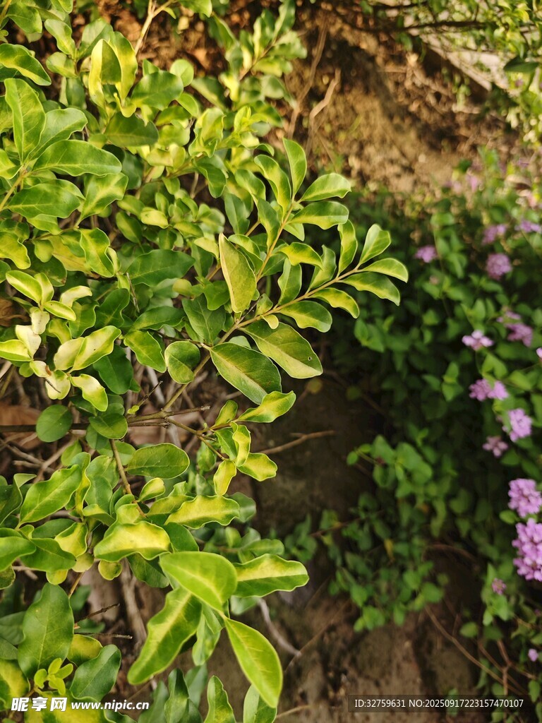 綠葉繁花的自然景致