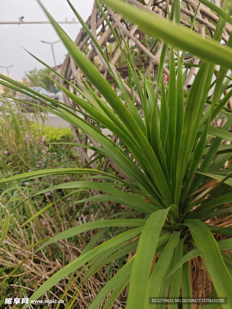 翠綠龍舌蘭植物特寫