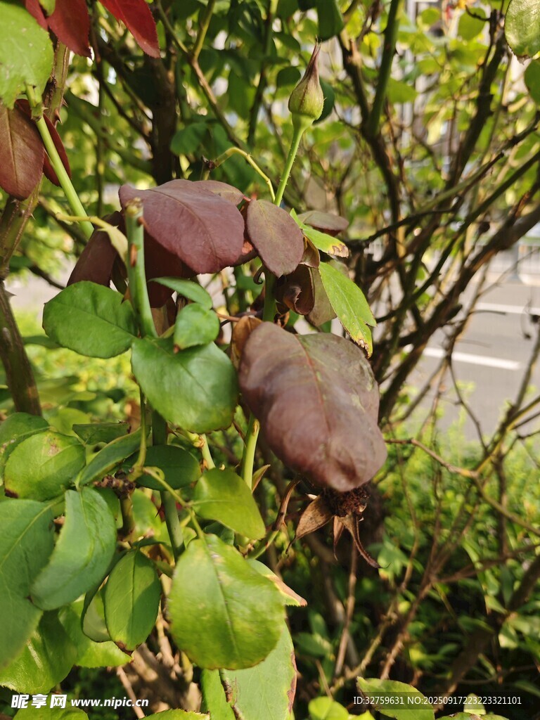 綠葉間的紫蘑菇