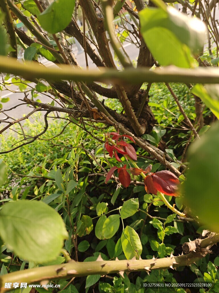 綠葉叢中紅果隱現(xiàn)
