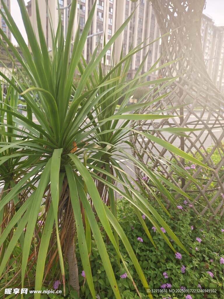 庭院中蔥郁的綠植景觀(guān)