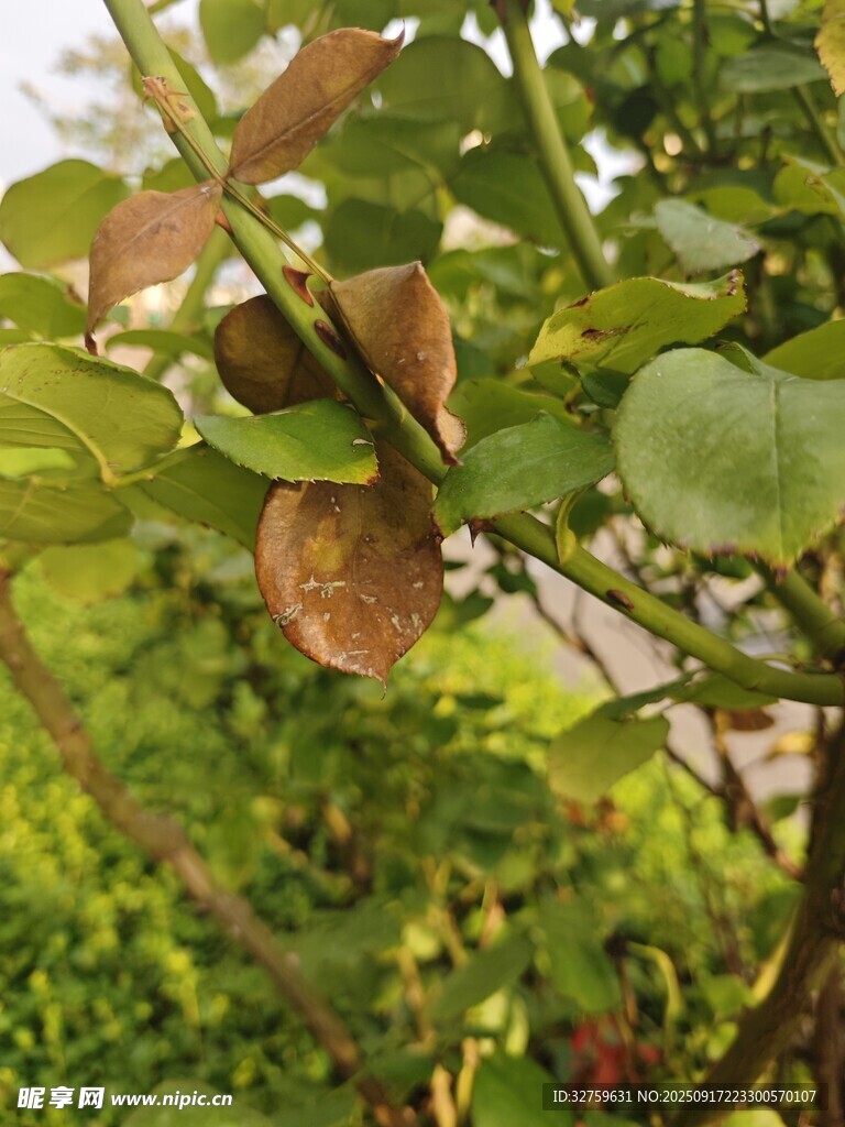 綠葉間的果實與繁茂枝葉