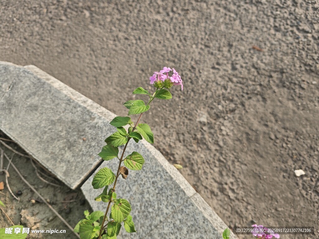 石縫中綻放的紫色小花
