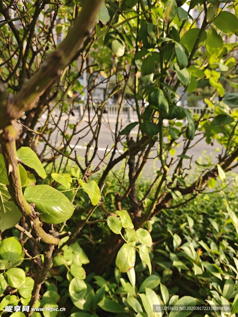繁茂綠植中的藤蔓景象