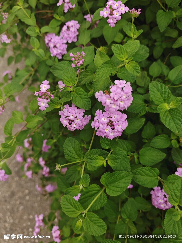 紫色小花綻放綠葉間