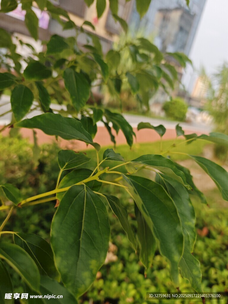 綠葉繁茂的清新植物景觀