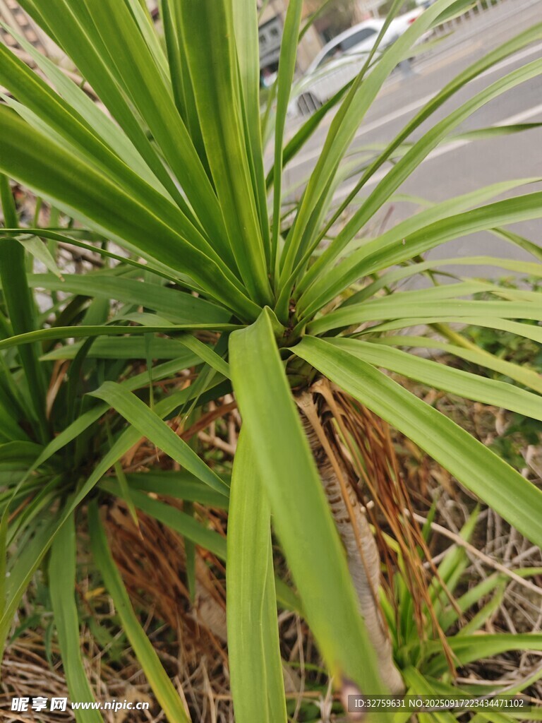 翠綠龍血樹植物特寫