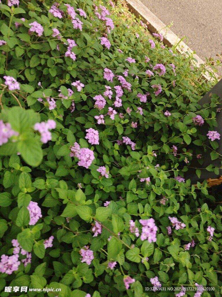 紫色小花簇?fù)淼木G色植物
