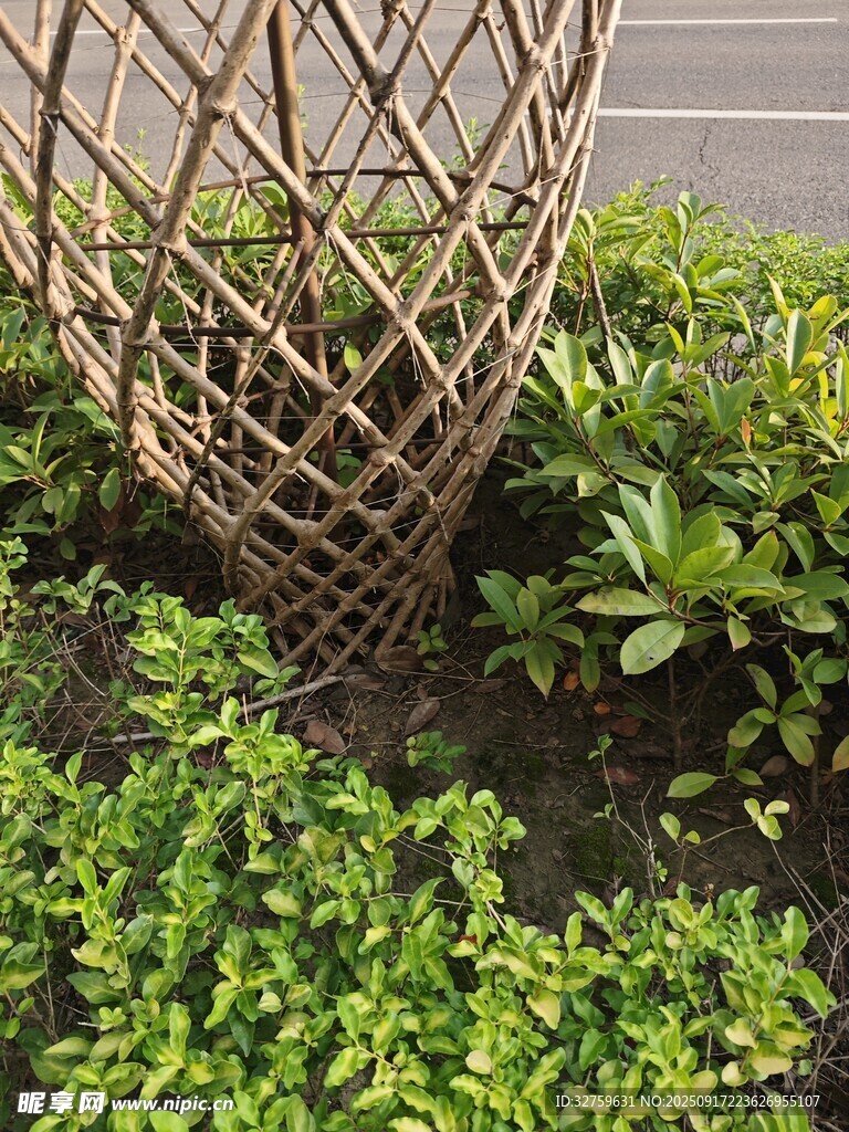 竹編裝飾與綠植景觀