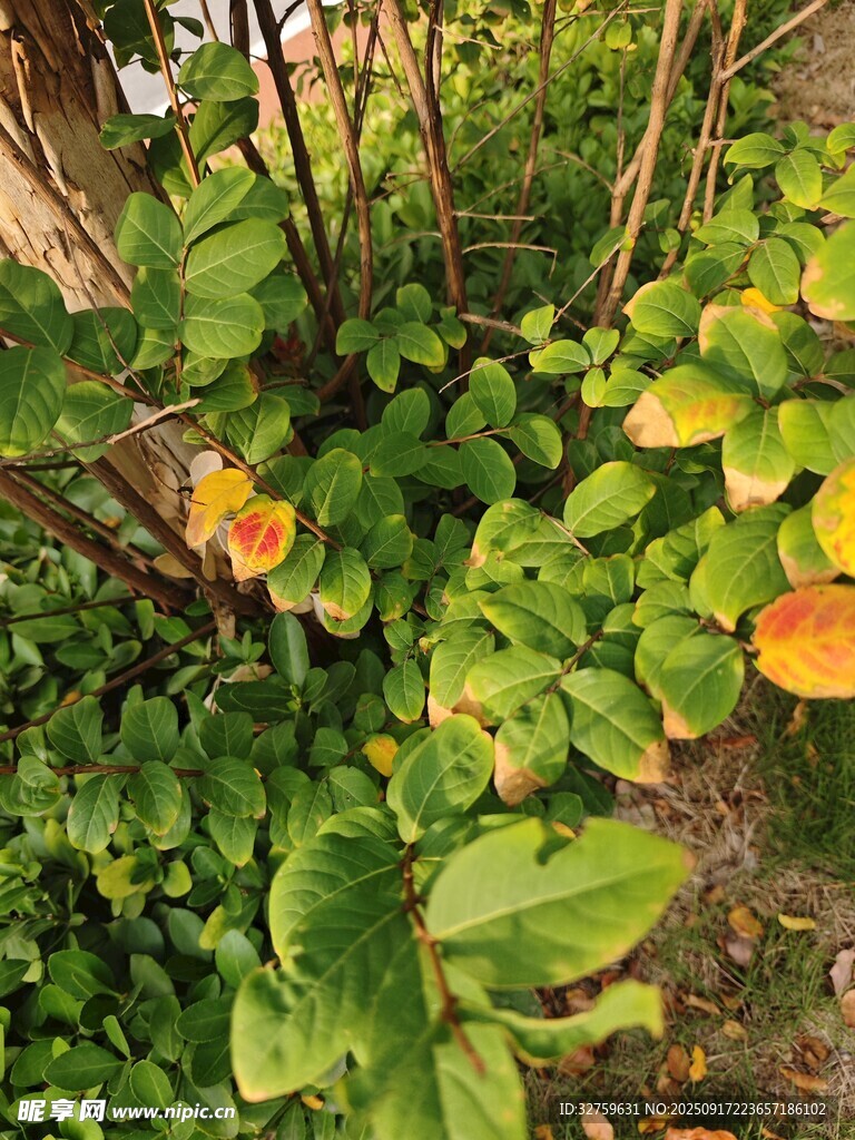 綠葉間的多彩葉片植物