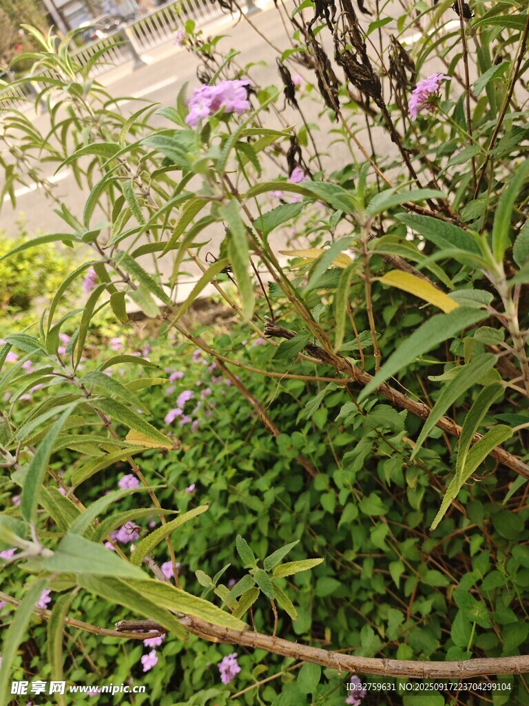 繁茂綠植間的紫色小花