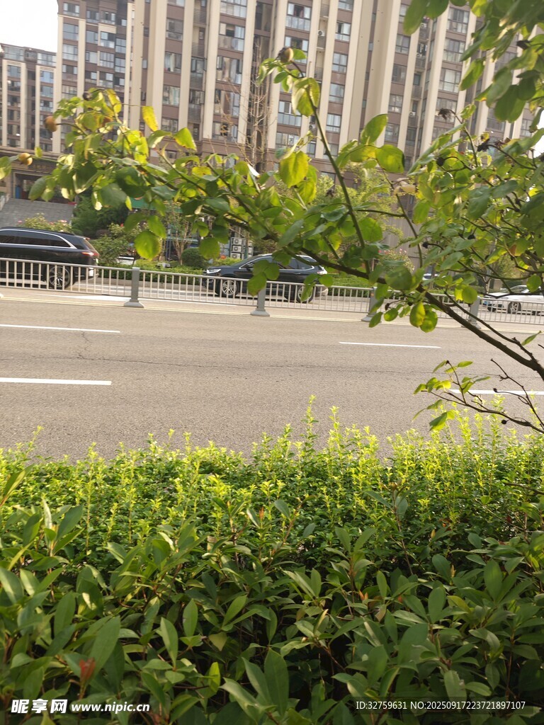 城市路邊綠植與建筑景觀