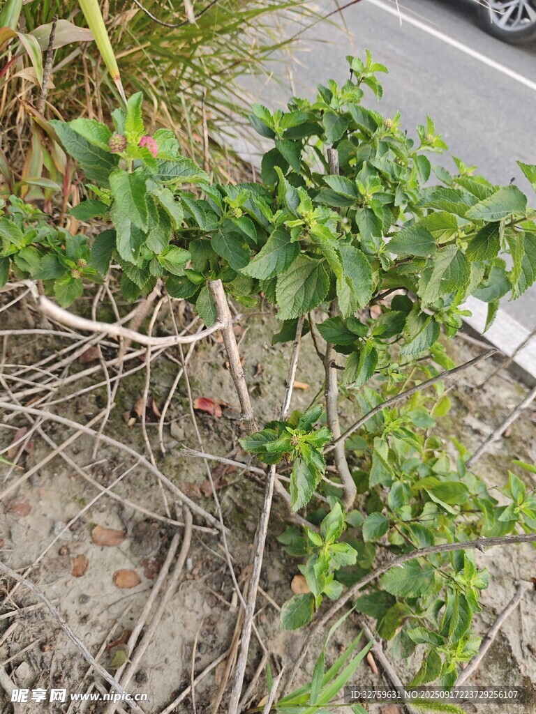 路邊生長(zhǎng)的綠色藤蔓植物