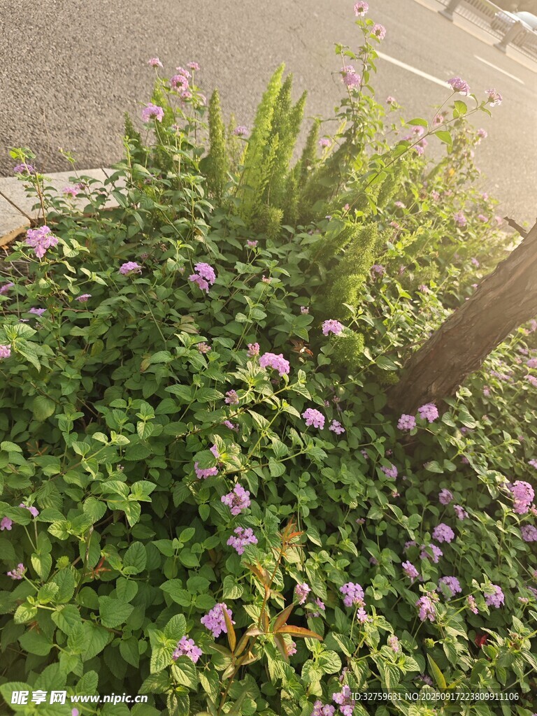 路邊繁茂的花草植物