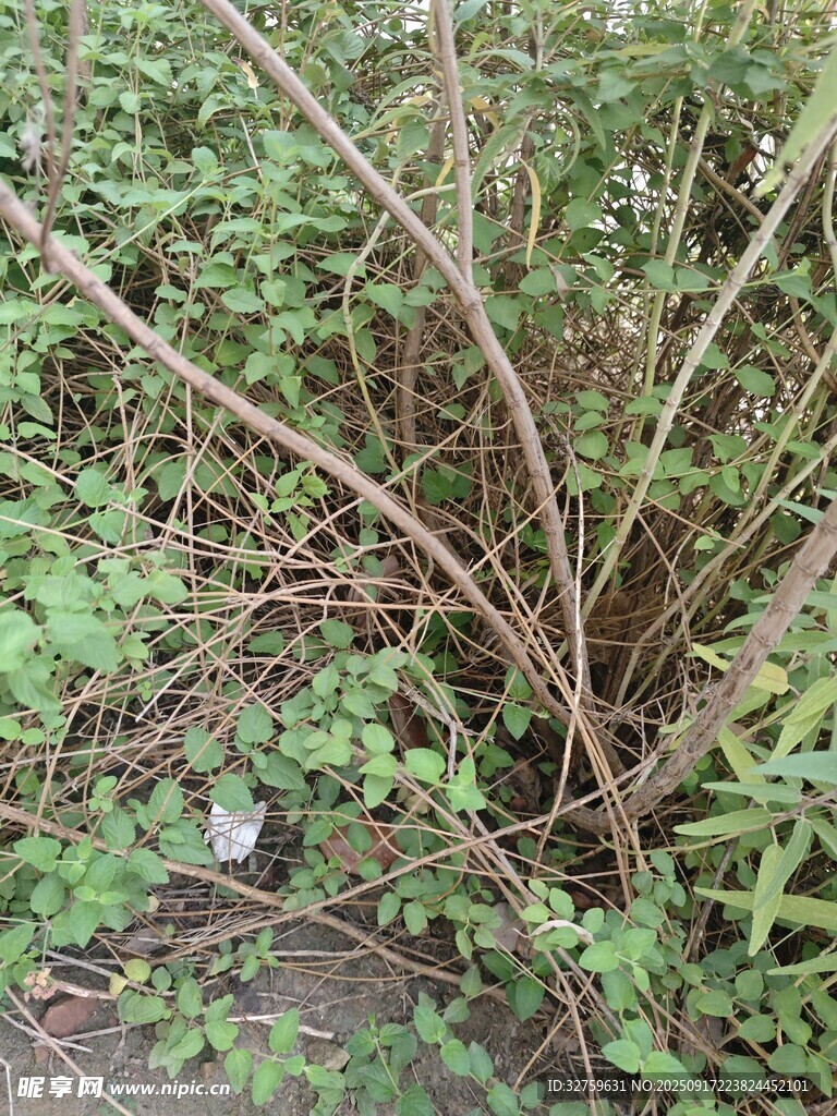 野外叢生的繁茂植物