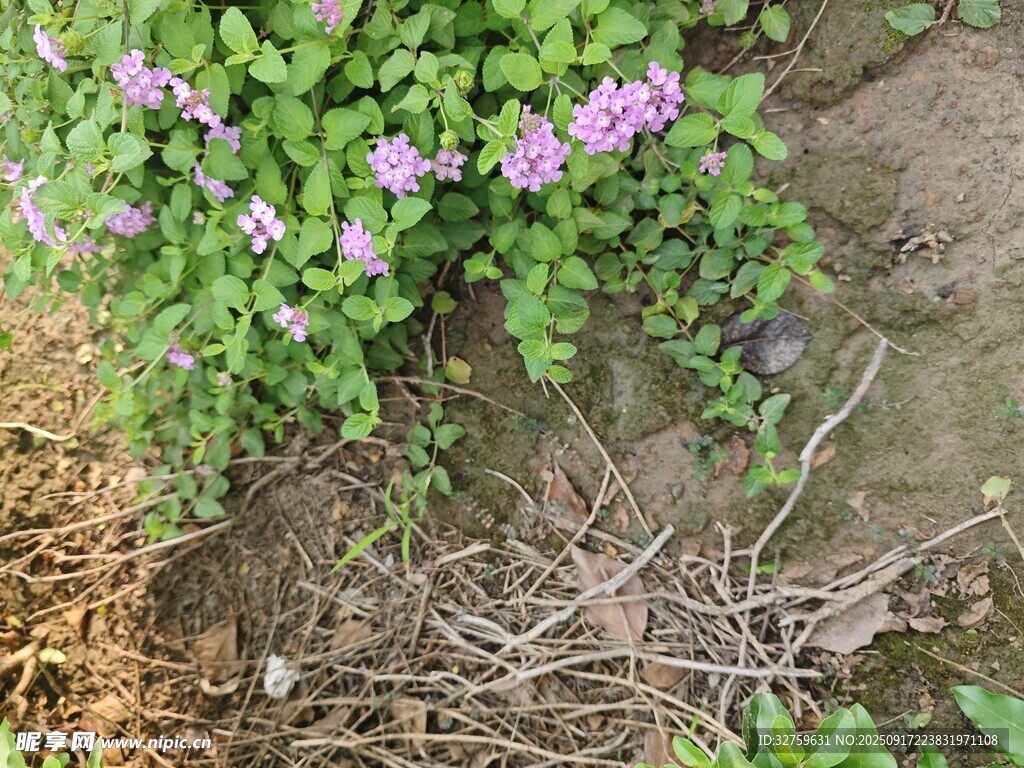 紫色小花綻放于草叢間