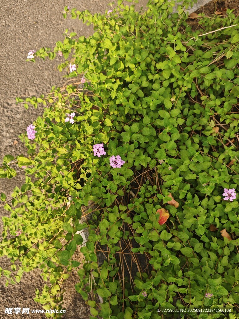 綠葉叢中綻放的粉色小花