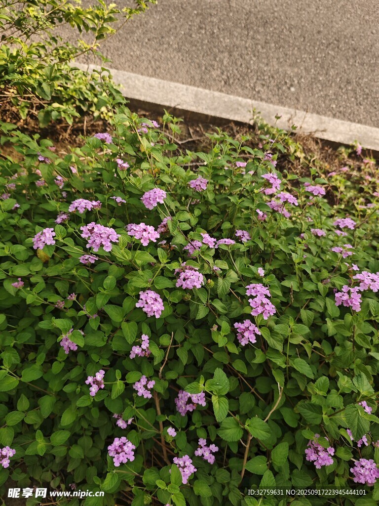 路邊綻放的紫色小花