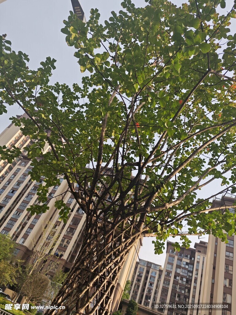 城市中生機(jī)勃勃的綠樹