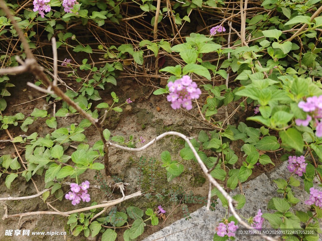 墻邊綻放的紫色小花