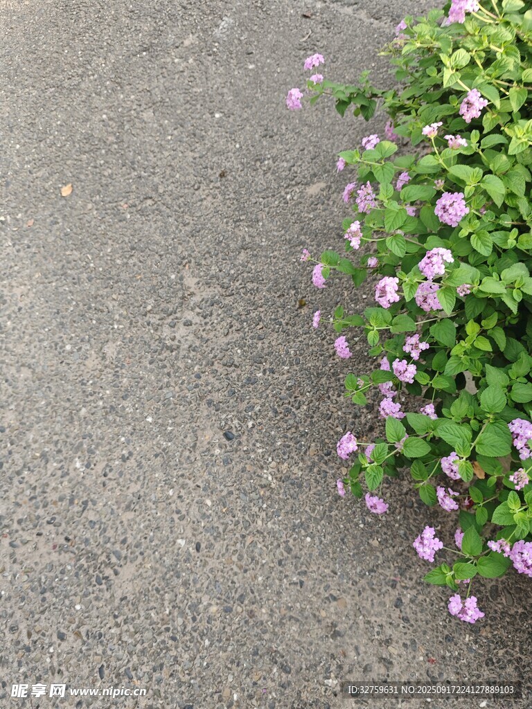 路邊綻放的紫色小花