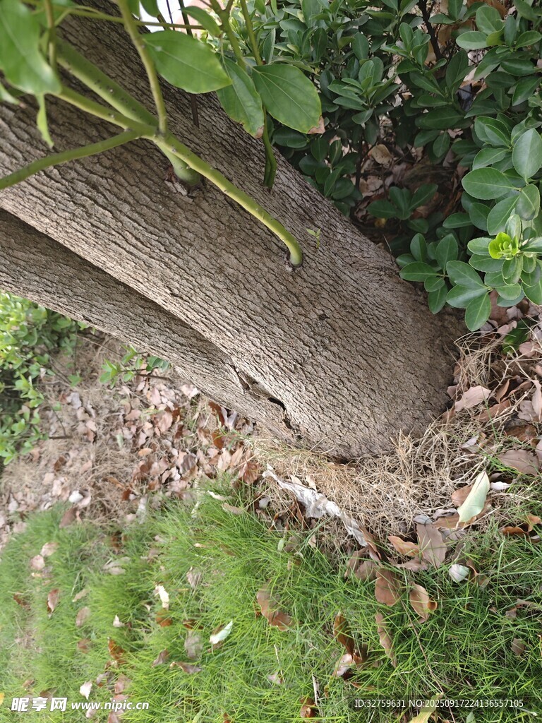 樹干底部的綠植與泥土