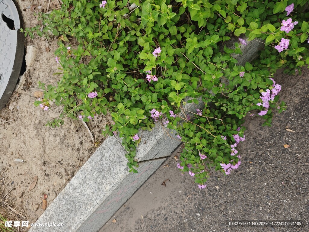 路邊綠植與綻放小花