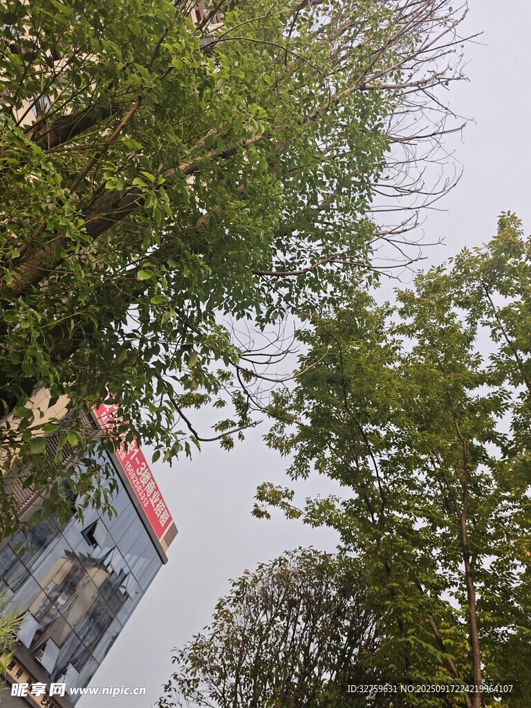 綠樹(shù)掩映下的建筑一角