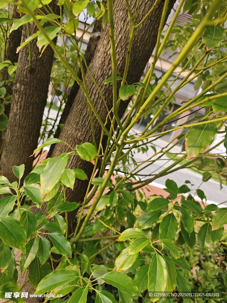 繁茂枝葉間的樹干