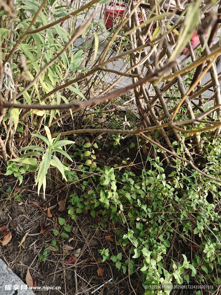 庭院角落的綠植景致