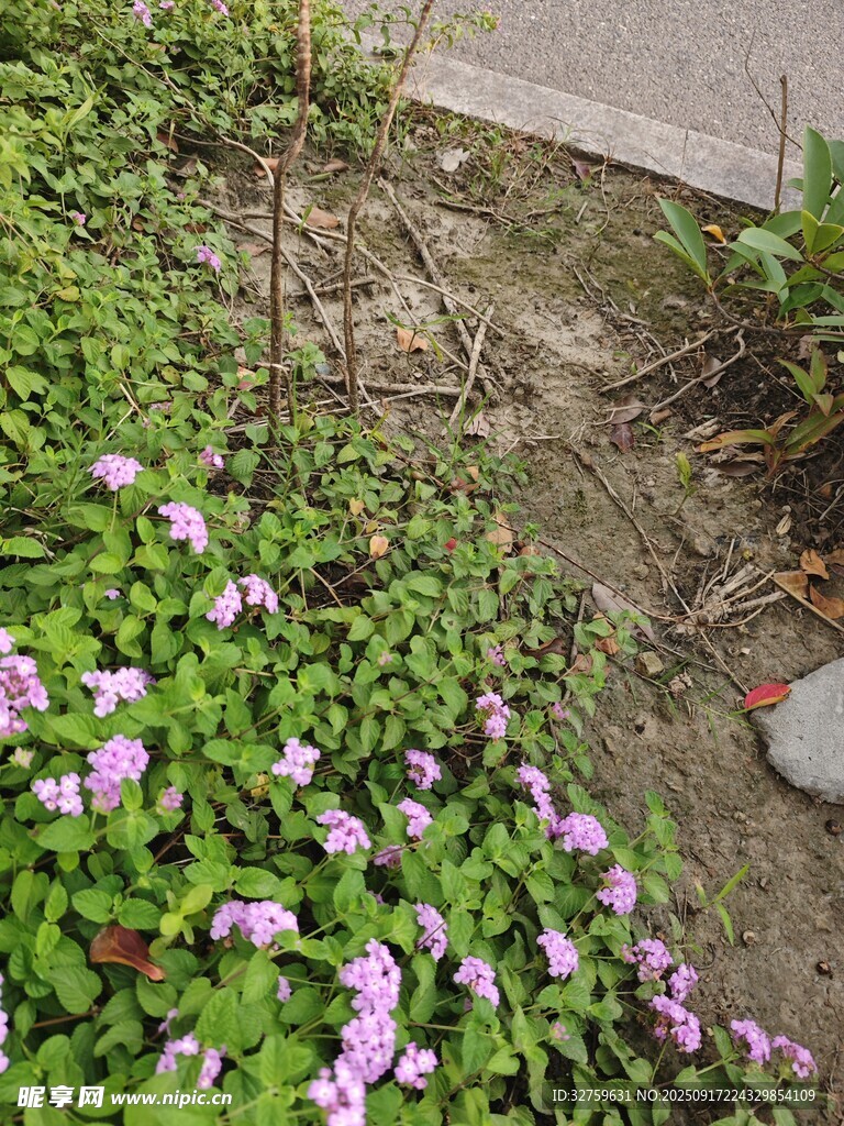 小徑旁綻放的紫色小花