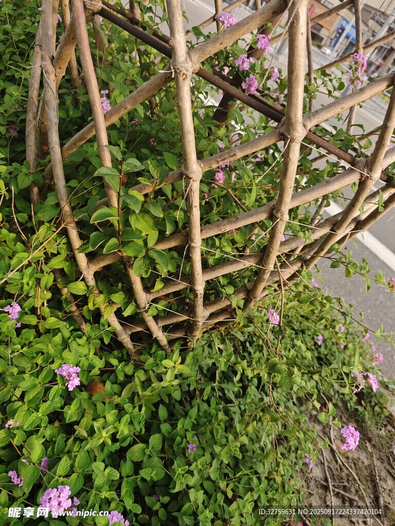 鐵藝花架下的紫色小花
