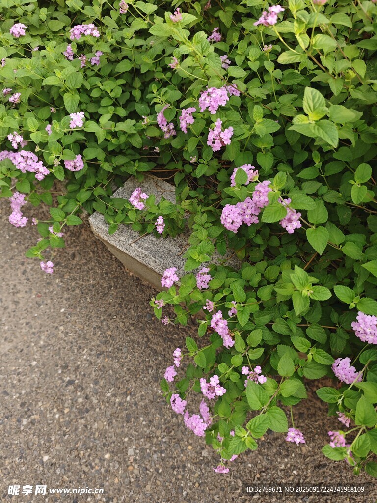墻邊綻放的紫色小花