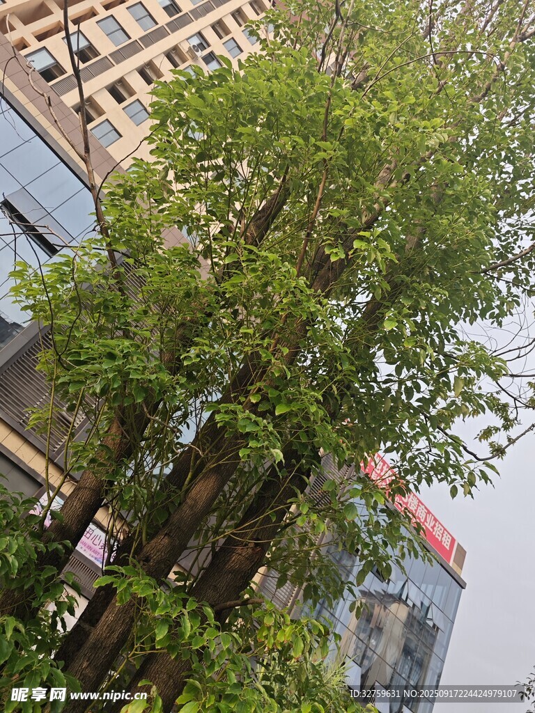 城市中茂盛的綠樹(shù)景觀